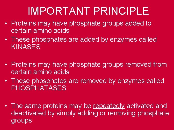 IMPORTANT PRINCIPLE • Proteins may have phosphate groups added to certain amino acids •