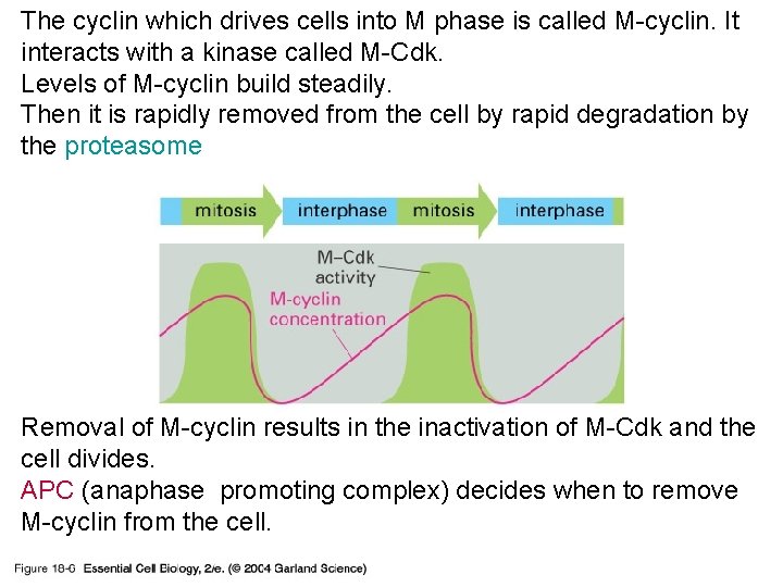 The cyclin which drives cells into M phase is called M-cyclin. It interacts with