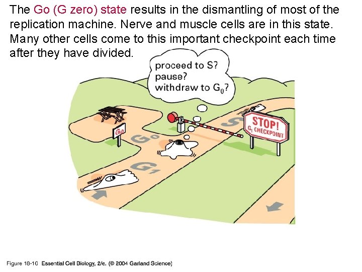 The Go (G zero) state results in the dismantling of most of the replication