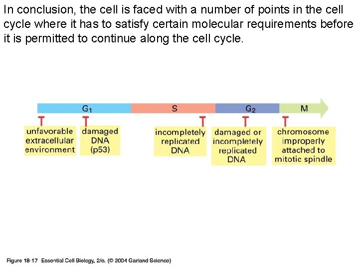 In conclusion, the cell is faced with a number of points in the cell
