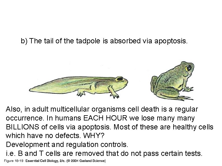 18_19_tadpole_frog. jpg b) The tail of the tadpole is absorbed via apoptosis. Also, in