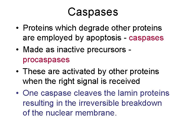 Caspases • Proteins which degrade other proteins are employed by apoptosis - caspases •