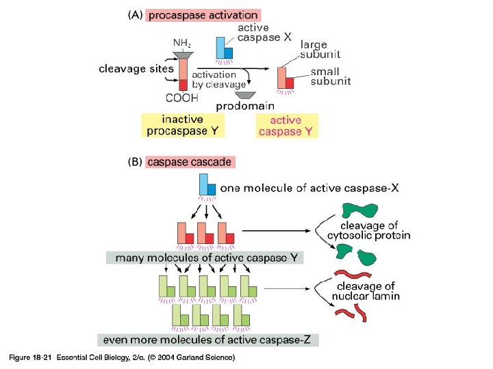 18_21_proteolytic_cas. jpg 