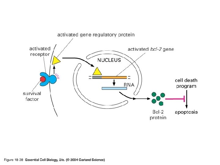 18_28_regulating_Bcl 2. jpg 