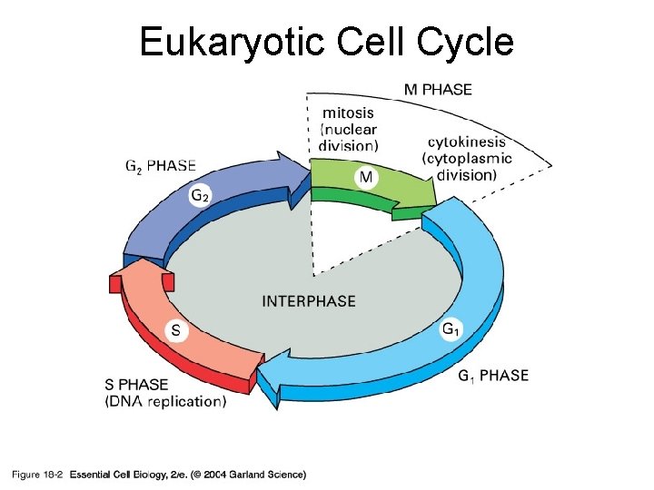 Eukaryotic Cell Cycle 18_02_four_phases. jpg 