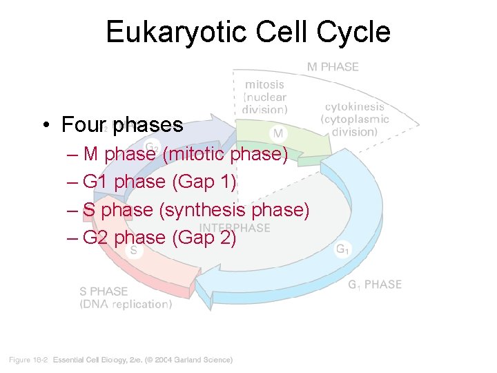 Eukaryotic Cell Cycle • Four phases – M phase (mitotic phase) – G 1