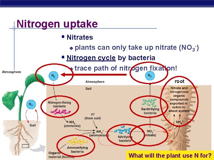 Nitrogen uptake § Nitrates plants can only take up nitrate (NO 3 -) §