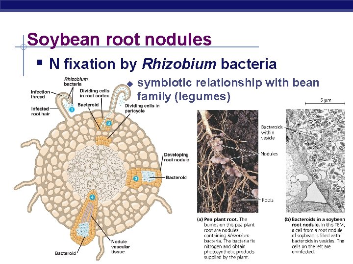 Soybean root nodules § N fixation by Rhizobium bacteria u symbiotic relationship with bean