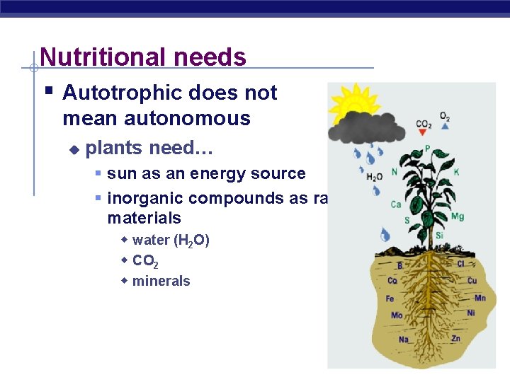 Nutritional needs § Autotrophic does not mean autonomous u plants need… § sun as