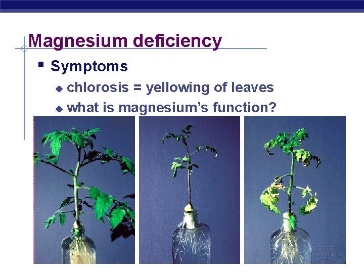 Magnesium deficiency § Symptoms chlorosis = yellowing of leaves u what is magnesium’s function?