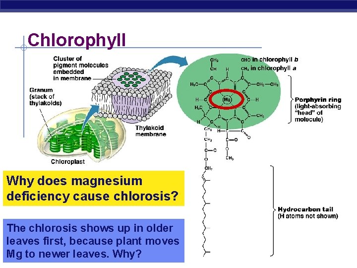 Chlorophyll Why does magnesium deficiency cause chlorosis? The chlorosis shows up in older leaves