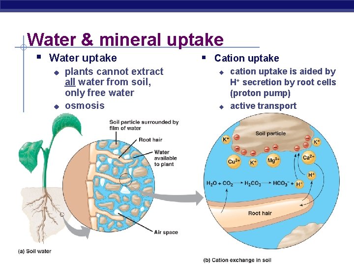 Water & mineral uptake § Water uptake u u plants cannot extract all water