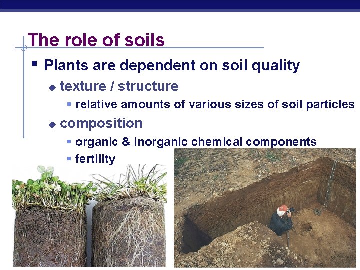 The role of soils § Plants are dependent on soil quality u texture /