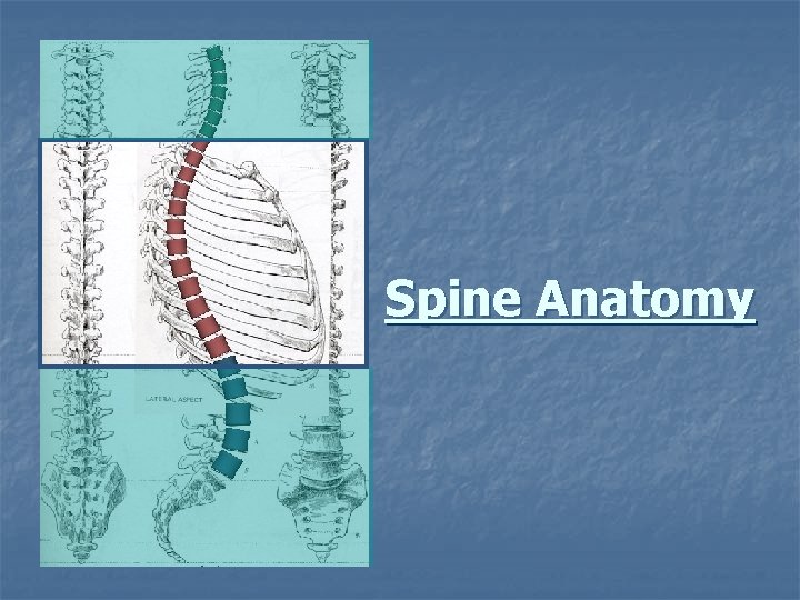 Spine Anatomy 