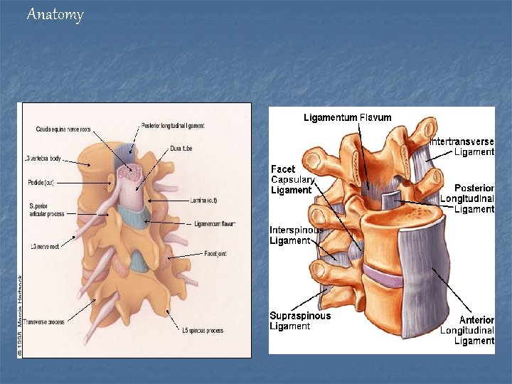 Anatomy 