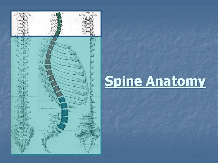 Spine Anatomy 