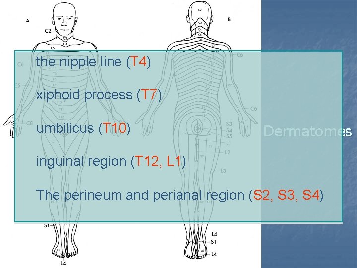 the nipple line (T 4) xiphoid process (T 7) umbilicus (T 10) Dermatomes inguinal