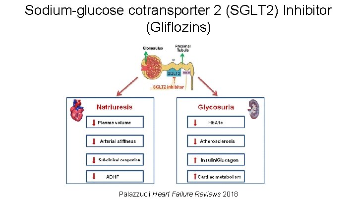 Sodium-glucose cotransporter 2 (SGLT 2) Inhibitor (Gliflozins) Palazzuoli Heart Failure Reviews 2018 