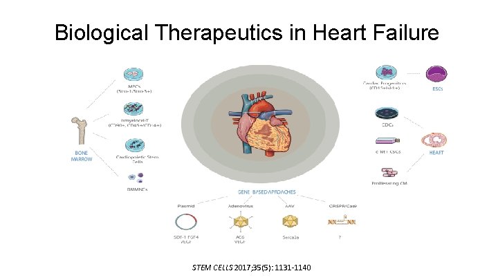 Biological Therapeutics in Heart Failure STEM CELLS 2017; 35(5): 1131 -1140 