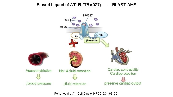 Biased Ligand of AT 1 R (TRV 027) - BLAST-AHF Felker et al. J