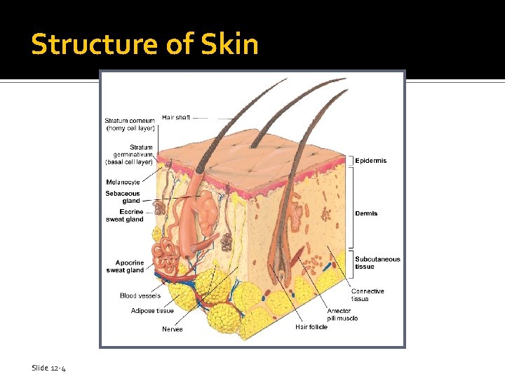 Structure of Skin Slide 12 -4 