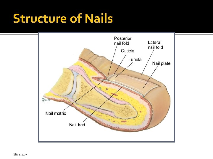 Structure of Nails Slide 12 -5 