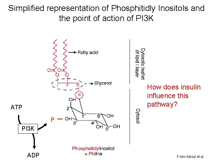 Simplified representation of Phosphitidly Inositols and the point of action of PI 3 K Simplified representation of Phosphitidly Inositols and the point of action of PI 3 K