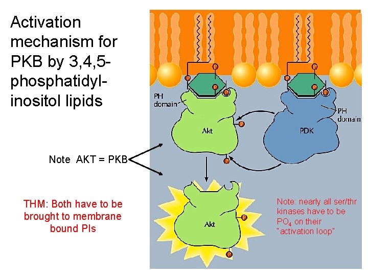 Activation mechanism for PKB by 3, 4, 5 phosphatidylinositol lipids Note AKT = PKB Activation mechanism for PKB by 3, 4, 5 phosphatidylinositol lipids Note AKT = PKB