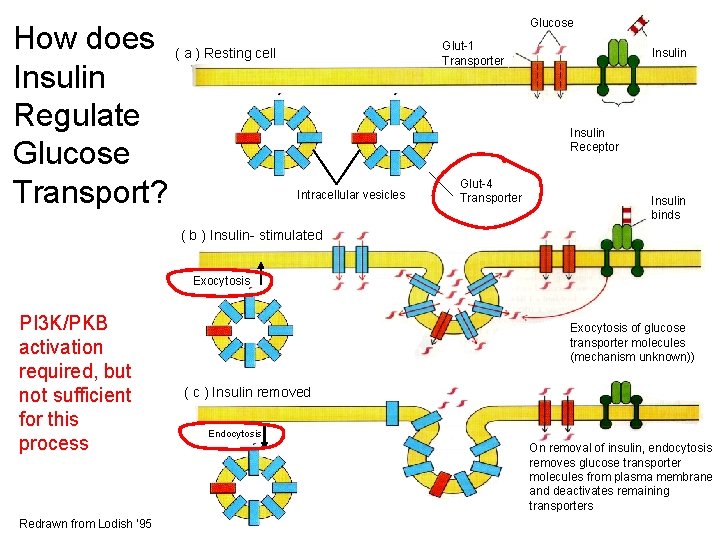 How does ( a ) Resting cell Insulin Regulate Glucose Transport? Glucose Glut-1 Transporter How does ( a ) Resting cell Insulin Regulate Glucose Transport? Glucose Glut-1 Transporter
