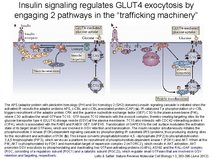Insulin signaling regulates GLUT 4 exocytosis by engaging 2 pathways in the “trafficking machinery” Insulin signaling regulates GLUT 4 exocytosis by engaging 2 pathways in the “trafficking machinery”