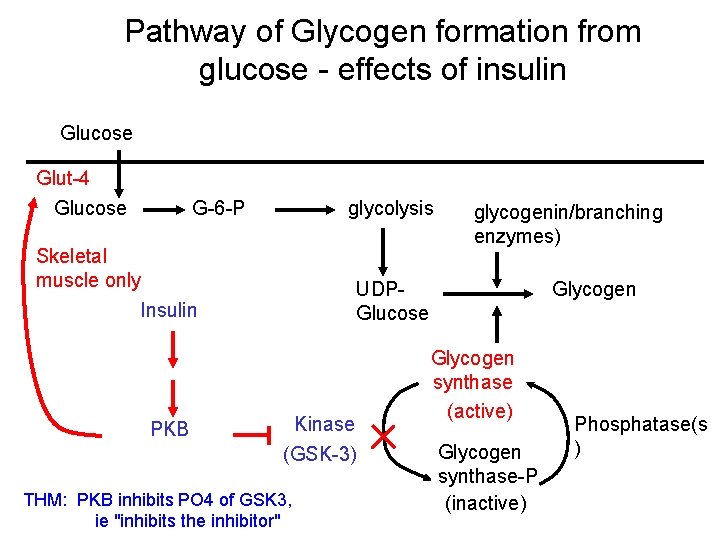 Pathway of Glycogen formation from glucose - effects of insulin Glucose Glut-4 Glucose G-6 Pathway of Glycogen formation from glucose - effects of insulin Glucose Glut-4 Glucose G-6