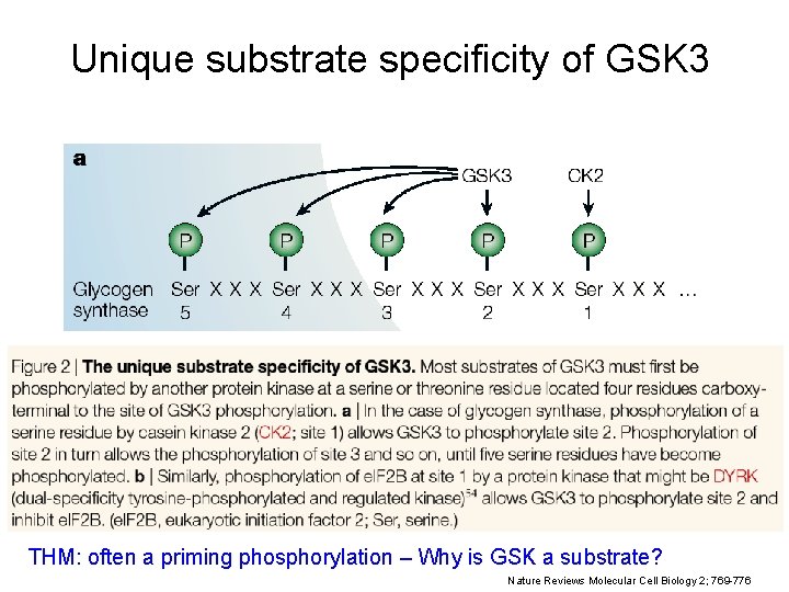 Unique substrate specificity of GSK 3 THM: often a priming phosphorylation – Why is Unique substrate specificity of GSK 3 THM: often a priming phosphorylation – Why is