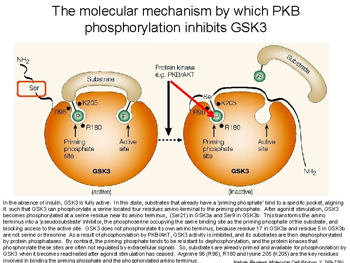 The molecular mechanism by which PKB phosphorylation inhibits GSK 3 In the absence of The molecular mechanism by which PKB phosphorylation inhibits GSK 3 In the absence of