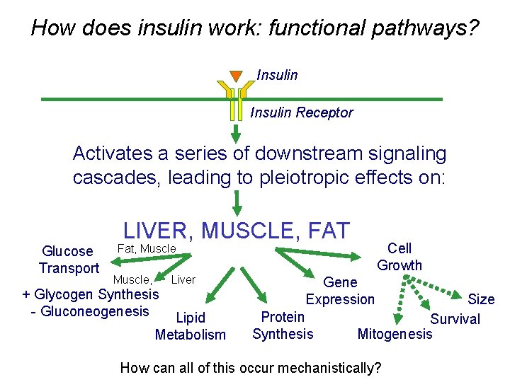How does insulin work: functional pathways? Insulin Receptor Activates a series of downstream signaling How does insulin work: functional pathways? Insulin Receptor Activates a series of downstream signaling