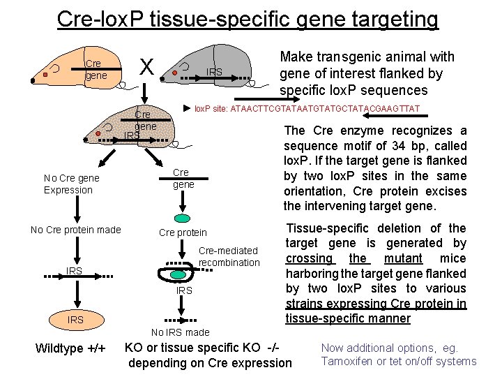 Cre-lox. P tissue-specific gene targeting Cre gene X IRS lox. P site: ATAACTTCGTATAATGTATGCTATACGAAGTTAT Cre Cre-lox. P tissue-specific gene targeting Cre gene X IRS lox. P site: ATAACTTCGTATAATGTATGCTATACGAAGTTAT Cre
