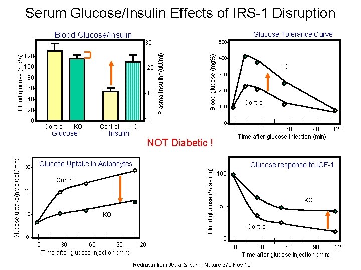 Serum Glucose/Insulin Effects of IRS-1 Disruption Glucose Tolerance Curve 500 - 120100 - -20 Serum Glucose/Insulin Effects of IRS-1 Disruption Glucose Tolerance Curve 500 - 120100 - -20