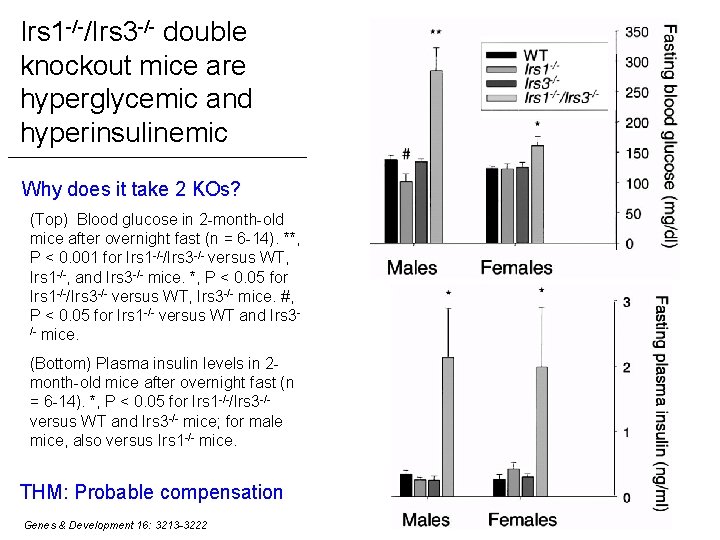 Irs 1 -/-/Irs 3 -/- double knockout mice are hyperglycemic and hyperinsulinemic Why does Irs 1 -/-/Irs 3 -/- double knockout mice are hyperglycemic and hyperinsulinemic Why does