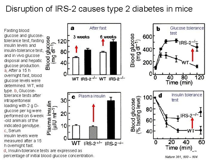 Disruption of IRS-2 causes type 2 diabetes in mice After fast Fasting blood glucose Disruption of IRS-2 causes type 2 diabetes in mice After fast Fasting blood glucose