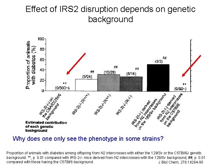 Effect of IRS 2 disruption depends on genetic background Why does one only see Effect of IRS 2 disruption depends on genetic background Why does one only see