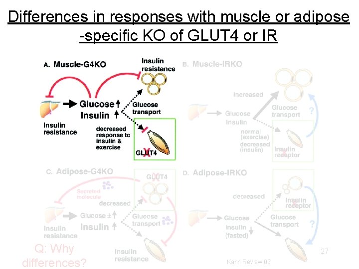 Differences in responses with muscle or adipose -specific KO of GLUT 4 or IR Differences in responses with muscle or adipose -specific KO of GLUT 4 or IR