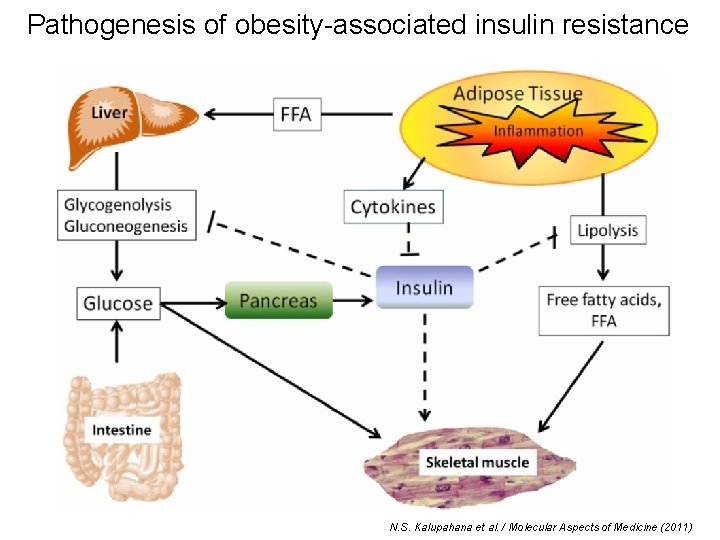 Pathogenesis of obesity-associated insulin resistance N. S. Kalupahana et al. / Molecular Aspects of Pathogenesis of obesity-associated insulin resistance N. S. Kalupahana et al. / Molecular Aspects of