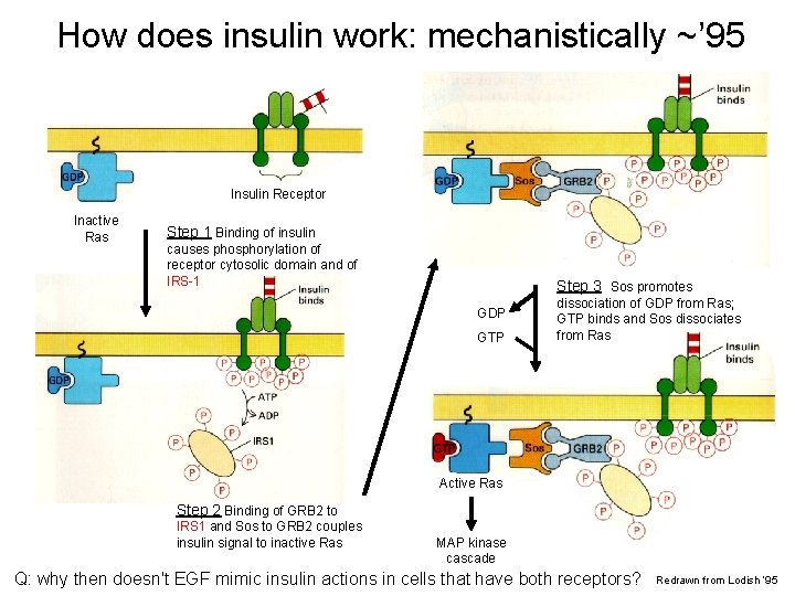 How does insulin work: mechanistically ~’ 95 Insulin Receptor Inactive Ras Step 1 Binding How does insulin work: mechanistically ~’ 95 Insulin Receptor Inactive Ras Step 1 Binding