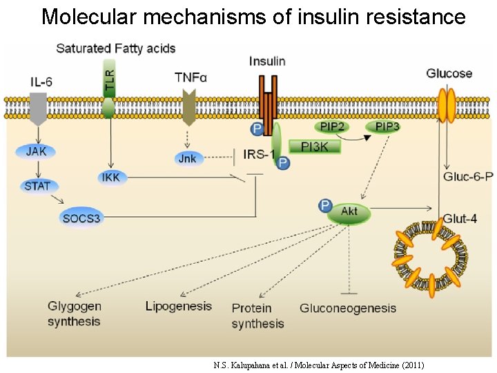 Molecular mechanisms of insulin resistance N. S. Kalupahana et al. / Molecular Aspects of Molecular mechanisms of insulin resistance N. S. Kalupahana et al. / Molecular Aspects of