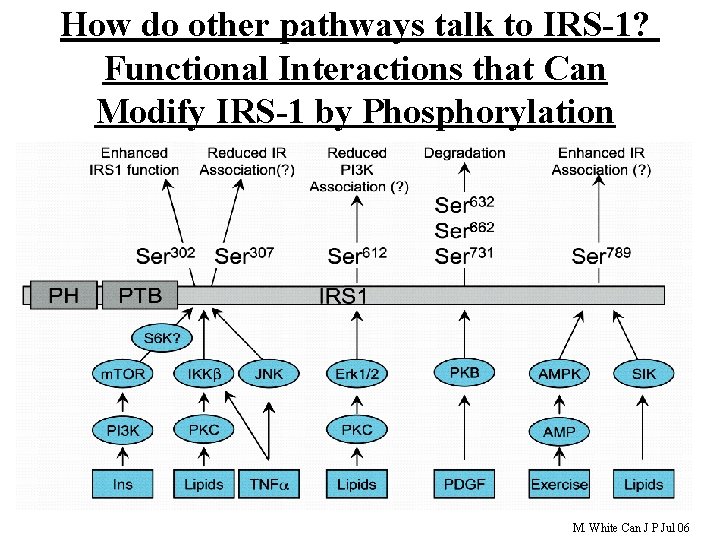How do other pathways talk to IRS-1? Functional Interactions that Can Modify IRS-1 by How do other pathways talk to IRS-1? Functional Interactions that Can Modify IRS-1 by
