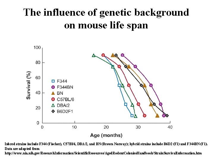 The influence of genetic background on mouse life span Inbred strains include F 344 The influence of genetic background on mouse life span Inbred strains include F 344