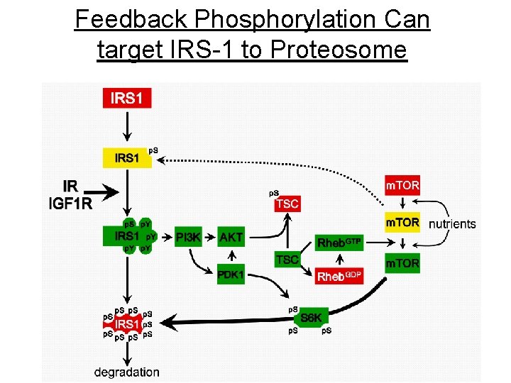 Feedback Phosphorylation Can target IRS-1 to Proteosome 35 Feedback Phosphorylation Can target IRS-1 to Proteosome 35