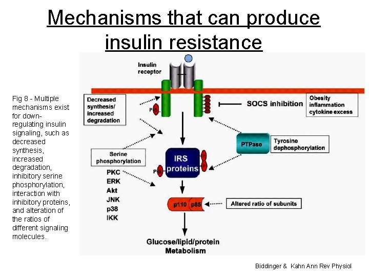 Mechanisms that can produce insulin resistance Fig 8 - Multiple mechanisms exist for downregulating Mechanisms that can produce insulin resistance Fig 8 - Multiple mechanisms exist for downregulating