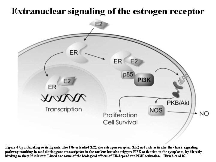 Extranuclear signaling of the estrogen receptor Figure 4 Upon binding to its ligands, like Extranuclear signaling of the estrogen receptor Figure 4 Upon binding to its ligands, like