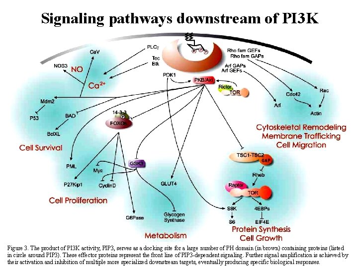 Signaling pathways downstream of PI 3 K Figure 3. The product of PI 3 Signaling pathways downstream of PI 3 K Figure 3. The product of PI 3
