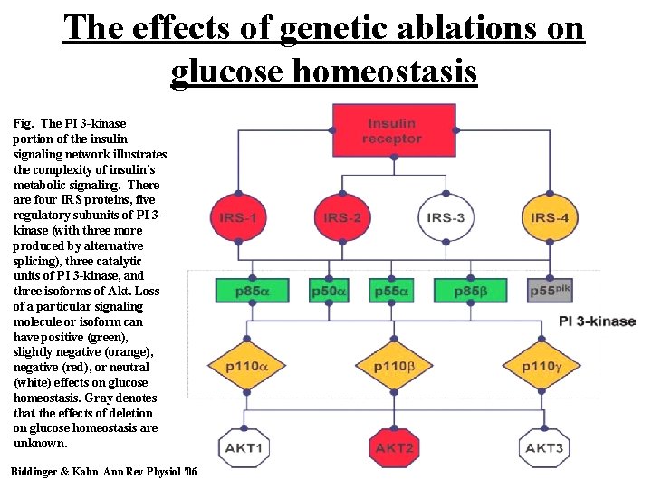 The effects of genetic ablations on glucose homeostasis Fig. The PI 3 -kinase portion The effects of genetic ablations on glucose homeostasis Fig. The PI 3 -kinase portion